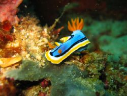 Nude-ibranch. This is a picture of nudibranchs mating. Pi... by Gerard John Paras 
